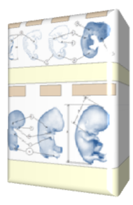 胚胎发育尺寸和重量