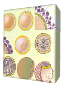 的卵母細胞1和2，桑椹胚，囊胚